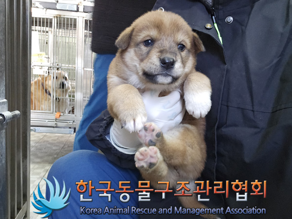 한국동물구조관리협회_441406202402078